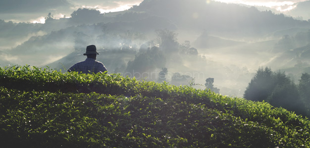 Entdeckung von Grüner Tee