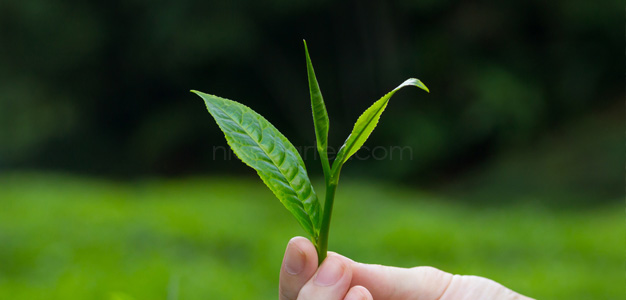 Blätter von Grüner Tee