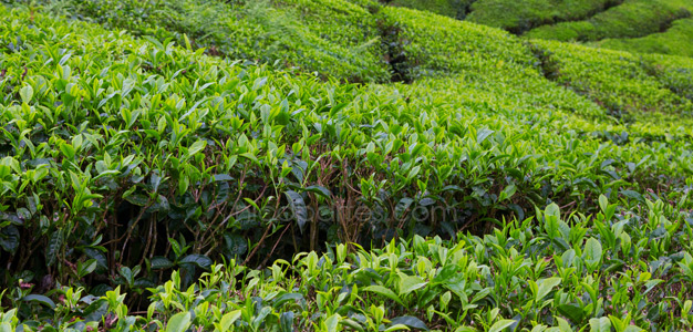 Risiko von Krankheiten reduzieren